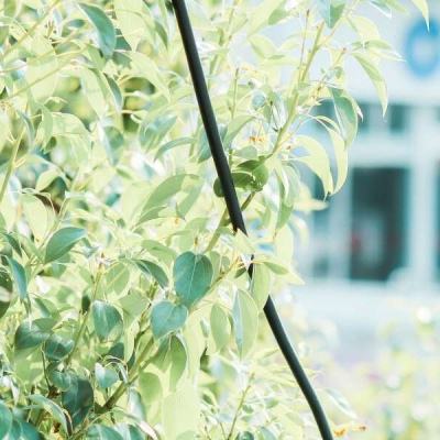 鸭脖app下载下载手机版